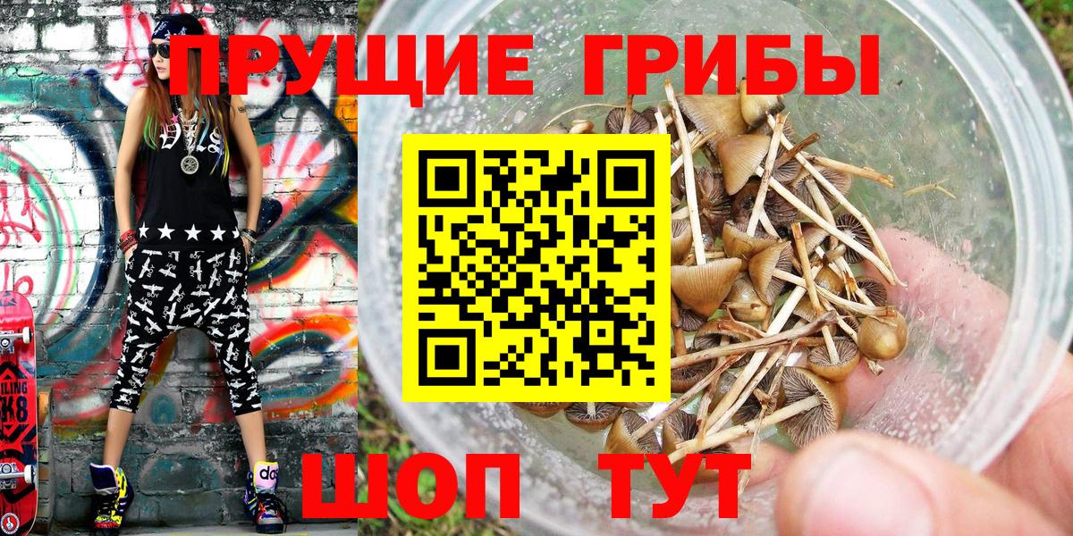 Псилоцибиновые грибы Psilocybe Урус-Мартан
